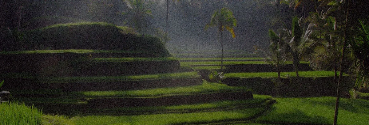 green forest in bali for yoga meditation